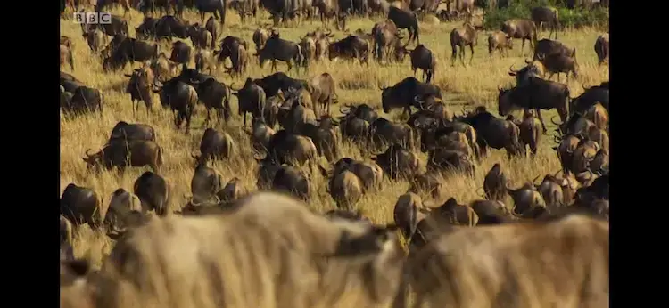Western white-bearded wildebeest (Connochaetes taurinus mearnsi) as shown in Planet Earth II - Grasslands